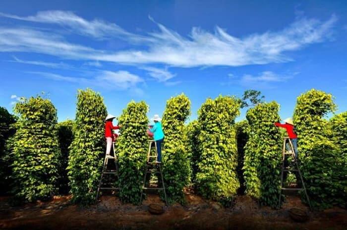 PHÚ QUỐC – THÀNH PHỐ KHÔNG NGỦ 3 NGÀY 2 ĐÊM